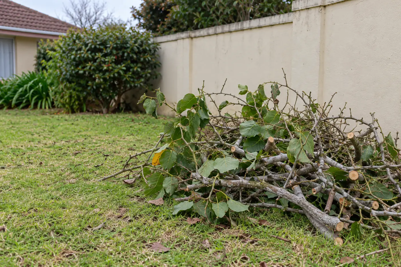 Illustrative removed branches beside a boundary wall in a residential garden